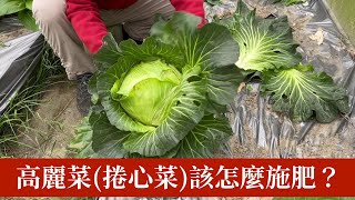 高麗菜(卷心菜)怎麼施肥？ | 阿星種植