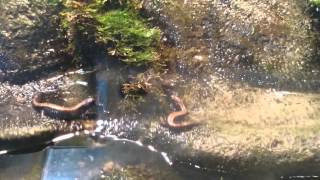 珍しいキタサンショウウオ【おたる水族館】Rare Kita salamander