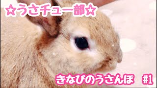 うさんぽタイム【うさちゅー部】