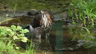 20201116 成功大學鳳頭蒼鷹 - 母鳳頭洗香香