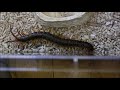 【centipede】ムカデがすっごい勢いで襲いかかる （ゴキブリに）【捕食】