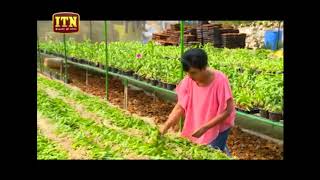 Orchird plantation,Orchird in Sri Lanka, Orchird cultivation,Orchid  flowers