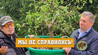 Как отпустить дерево в лес? / мы не справились @Studio.Bonsai