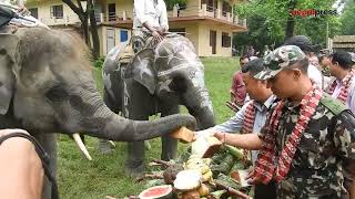 चितवनको सौराहामा हात्तीलाई वनभोज खुवाएर मनाइयो हात्ती दिवस