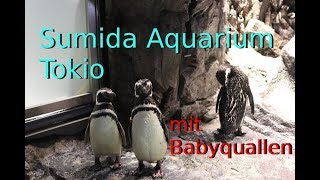 Besuch im Sumida-Aquarium (Tokio)! // すみだ水族館