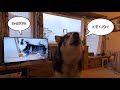 Dog sees best friend K'eyush on tele and can't quite Believe it!