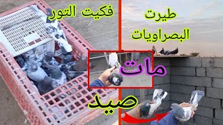 صيد اليوم دبل ✌️✅ كشيت البصراويات 😁 اول تحسيسة للتور🕊️🔥 مات احلا فرخ🥺