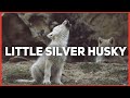 Little Silver Husky Gets Silver!!!