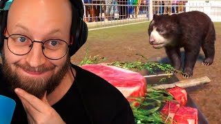 Får Bjørneunger! (Planet Zoo #2)