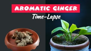 AROMATIC GINGER Growing From Rhizome time-lapse 48 days