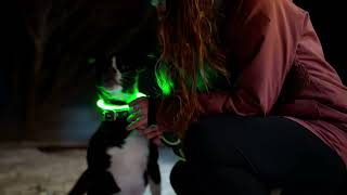 Glow In The Dark with Mighty Paw's LED Dog Necklace
