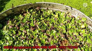 अजोला और duckweed की पूरी जानकारी