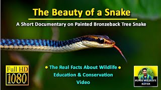 The beauty of snakes II a short wildlife documentary II on painted bronzeback tree snake II HD video