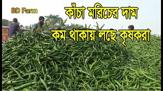 কাঁচা মরিচের দাম কম থাকায় লছে কৃষকরা, মরিচের হাট,BD Farm,SM Funda,2022