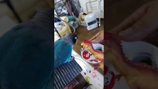 ボタンインコが屋根の上でダルマ飛ばし #shortsfeed