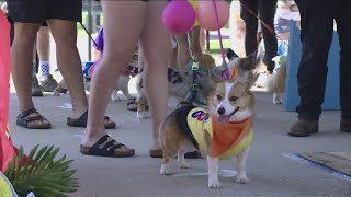 Boise Corgi Fest: Furry friends show off costumes, talent