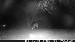 Wow, look at the beautiful buck coming in. Nice looking antlers. Female deer follows behind trailcam