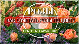 КАК СОЧЕТАТЬ РОЗЫ ПО ЦВЕТУ В РОЗАРИИ / ОСНОВНЫЕ ПРИЕМЫ ГАРМОНИЧНОЙ КОМПОЗИЦИИ МИКСБОРДЕРА В САДУ