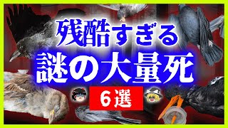 【総集編】身近な鳥たちが次々に◯んでいく…謎だらけの事件の真実がヤバすぎた！！！【ゆっくり解説】