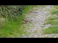 stoat running along path at steart somerset england