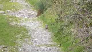 Stoat Running Along Path at Steart, Somerset, England