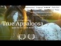 True Appaloosa - Trailer