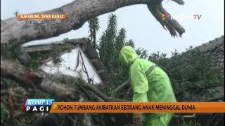 Pohon Tumbang Akibat Hujan Deras, 1 Bocah Tewas