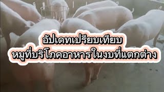 เปรียบเทียบหมูแต่ละรุ่นกับการกินอาหารจำนวนต่างกัน #ขุนหมูขาย