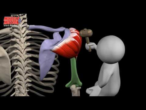 What does the middle deltoid do?
