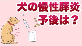 犬の慢性膵炎は治せる？予後に迫る【獣医師解説】