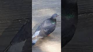 人に慣れすぎた鳩の末路