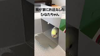 ひなたちゃん　お迎え〜現在　6ヶ月記念動画　#shorts #インコ