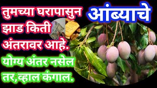 तुमच्या घरापासुन 🥭आंब्याचे🥭 झाड किती अंतरावर आहे😱....#vastu #marathi #shubh