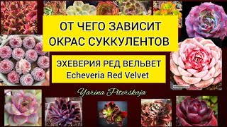 От чего зависит окрас суккулентов. Эхеверия ред вельвет. Echeveria Red Velvet.