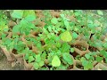 sida cordifolia kurumtotti bala mallow plant seedlings our medicinal and healing plants range.