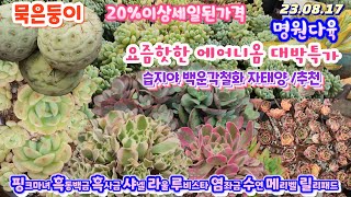 명원다육(2)묵둥이 초특가/습지야.핑크마녀.흑사금.소화금.샤넬금.핑크드림.백운각철화.포이소이.자태양.춘봉철화.라울.수연.바닐라비스.