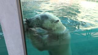 20151023_とくしま動物園・ポロロの水遊び（３／４）