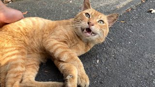 A cute  red tabby cat that comes to play while wagging its tail.