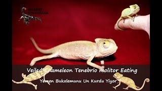 Veiled Chameleon Eating - Yemen Bukalemunu Tenebrio Molitor Yiyor