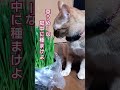 草wwwちゃーちゃん 保護猫 癒し 茶トラの女の子 cat 猫のいる暮らし 猫草