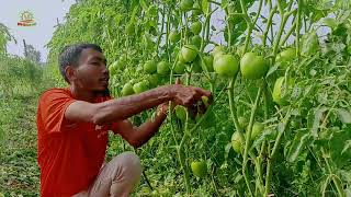 খুলনায় বাহুবলী টমেটো পরিদর্শন করা হয় আদর্শ চাষী বিল্লাল শেখ