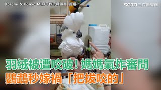 羽絨被遭咬破！媽媽氣炸審問　鸚鵡秒嫁禍「把拔咬的」｜三立新聞網SETN.com