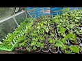 How I grow my Dahlias 2023. Taking the main batch through to planting.