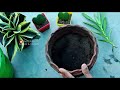 mokara orchid potting how to plant mokara orchid top cuttings മൊക്കാറ ഓർക്കിഡ് malayalam