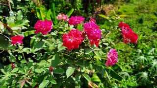 റോസ് നിറയെ പൂക്കാൻ/Soft pruning in rose plants