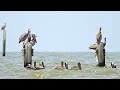 floating brown pelicans 4k