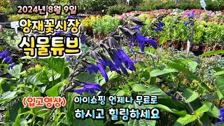 양재꽃시장 식물튜브 무더운 8월 입고영상 시청 하시면서 힐링타임 갖으세요~#양재꽃시장 #식물튜브 #월동 #관엽 #식물아빠