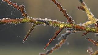 Morning in Horsterwold Forest