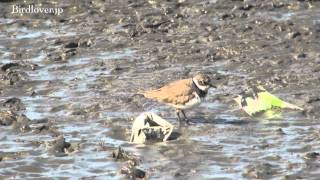 野鳥撮影・ コチドリ　Little ringed plover　1/2