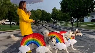 HILARIOUS Huskies Taste the Rainbow 😂 | Funniest Pets Of The Week